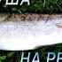 Горбуша на реке Кола Шонгуй Мурманская область Salmon On The Kola River Murmansk Region