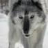 Why Wolf Can T Be A Pet