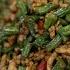 Minced Pork And Long Bean Recipe