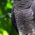 2 Hours African Grey Parrot Sounds Effects