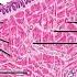 Histology Of Tongue