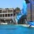 Шоу касаток в Sea World San Diego CA