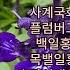 10월18일 산야초 상록노아시 사계노아시 미니감나무 진청아가판사스 유럽장미