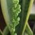 Snake Plant Flower Meaning Here Is What You Need To Know