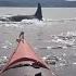 Yikes 30 Killer Whales Surrounded Her Kayak