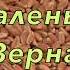 Ты меня вырастил из маленького зерна Автор и исполнитель Борис Кожух