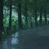 Rain Walk Metasequoia Forest Road In Rain Pouring Yangpyeong Semiwon