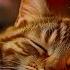 Relaxing Cat Music Anxiety Relief Music For Cats Soothe Your Cat With Our Relaxation Music No Ads