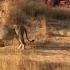 Amazing Lions Gir National Park Sasan Gir Forest Gujarat