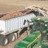 Onion Harvest Near Nampa Idaho