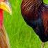 DIVERSITY OF CHICKENS 65 Different Breeds Of Chickens Comparison With Crowing Roosters Examples