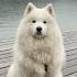 What S The Best Advice Your Dog Would Give Dogmoms Samoyedlife