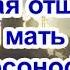 Юродивая отшельница мать Ворсонофия Рассказ Нины Павловой