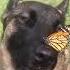 Pup Makes Friends With A Beautiful Monarch Butterfly