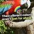 Fascinating Facts About Parrots You Ll Love Shorts