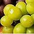 Can The Seeds Of Seedless Grapes Germinate Grow Hybrid Grape How To Grow 61 Seedless Grape Eng Sub