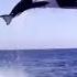 Orca Attack Real Video ㅣKiller Whale Attacks Dolphin