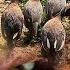 SECOND DAY RECEIVING INVASIVE QUAIL TO BREED THEM UP INTO NEW HOME