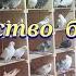 Голуби большое количество большой минус Pigeons A Large Number Of Big Minus