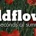 Wildflower 5 Seconds Of Summer Lyrics