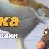 Звёздные собаки Белка и Стрелка Мультфильм HD