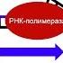 Синтез белка транскрипция самое простое объяснение