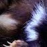 Skunk Facts Not Always Stinky Animal Fact Files