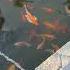 Fish Pond Goldfish Nature