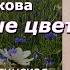 Аудиокнига Галина Щербакова Нескверные цветы Повесть часть 1 Читает Марина Багинская