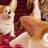 Rex Wanda The Queen S Corgi Edit