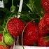 Easy 3 Methods Grow Strawberries At Home How To Grow Strawberry Plant From Seeds