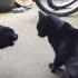 Screaming Black Cat Fight