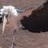 Marabou Stork The Undertaker Bird Is Showing Of In The Heat