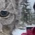 Farmer Lectures A Lynx After It Attacked His Chicken Coop In British Columbia