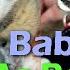 Bush Baby The Pet Everyone Wants