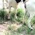 Good Enjoy Short Morning Goats Village Life 105