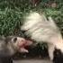 Video Shows Fight Between Skunk Opossum In Pennsylvania Neighborhood