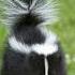 Skunk Nature S Stink Bomb