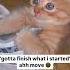 Funny Animal Videos I Found On Instagram And Tiktok Shorts Funnyanimals Cat Funnypets Funny