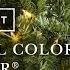 Traditional Color Clear Tree Lot