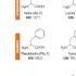 Amino Acids