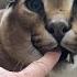 Big Floppa Hissing And Kneading Caracal