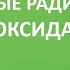 Свободные радикалы и антиоксиданты