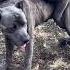 Dog Breeding Dog Mating Cane Corso Breeding Mating