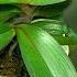 Just 1 Spoon Orchid Leaves Will Be Shiny Green And Bloom Continuously