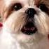 Shihtzu Dog Barking ShihTzu Barking Dogs Shihtzupuppies