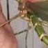 Take That Woman S Hand Takes A Hit From Goliath Stick Insect