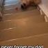 Clumsy Dog Falls Down Staircase While Trying To Catch Ball 1214071