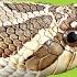 Western Hognose The Best Pet Snake