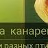 Пение гибрида канарейки и снегиря